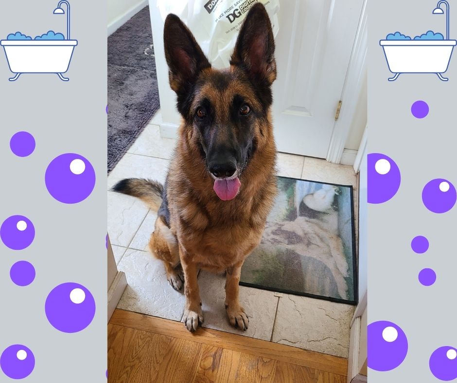 doglovinggal's tweet photo. What are some great bath products for your dog?

Find out what we use for baths and odor eliminators in our latest post!

https://t.co/UkacizQ6uB

#doglovinggal #grooming #bathtime #scrubadub #cleanpup https://t.co/WNfFfQ96Ur