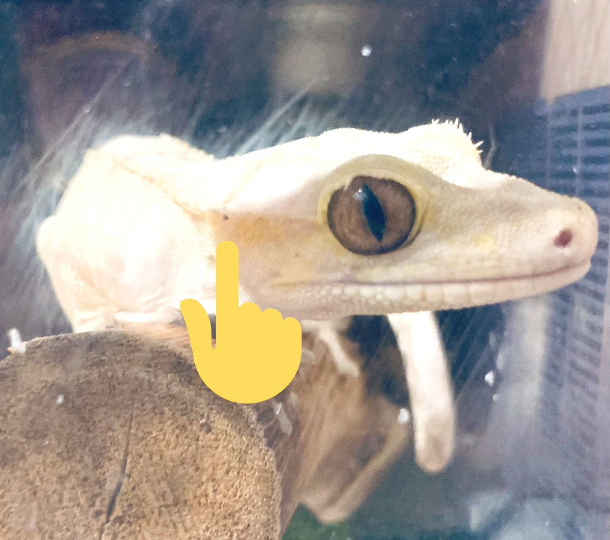 もちさんのホクロ