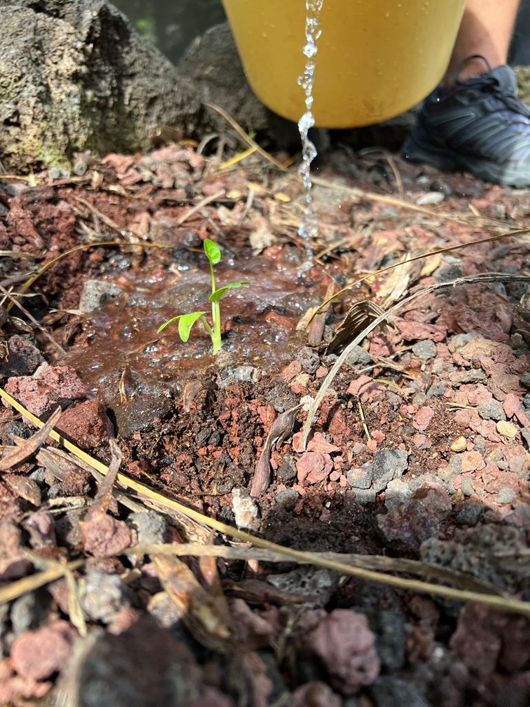 Charles Darwin Foundation-Fundación Charles Darwin tweet media