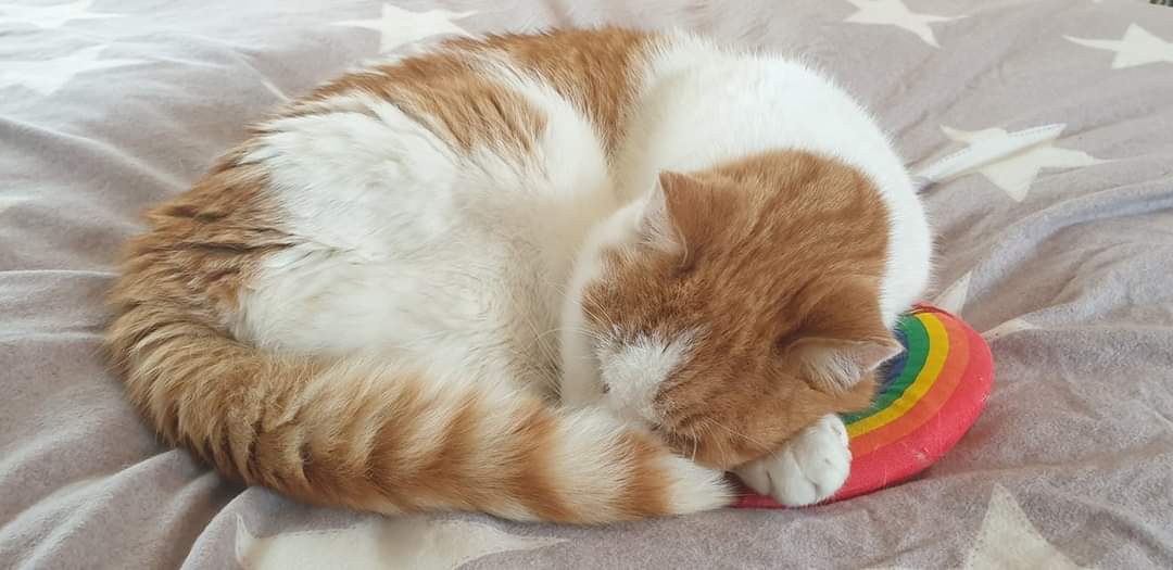 15 years to the day since we brought Harley home, this photo was from #GotchaDay 2021 before his decline. The rainbow 'nip pillow seems very appropriate right now 🌈 #ThrowbackThursday #tbt #vanalikes #wlf