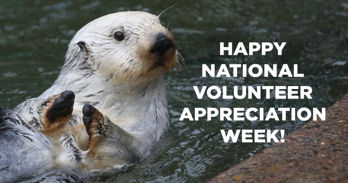 orcoastaquarium's tweet image. We 💙 our volunteers! Stay tuned throughout #NationalVolunteerAppreciationWeek to learn more about our volunteer program and the incredible difference our volunteers make every day at OCAq.