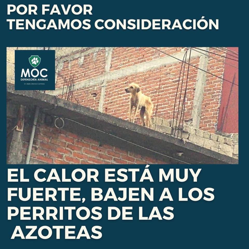 DefensoriaMOC's tweet photo. Por favor 🙏🙏🙏🙏 https://t.co/8bosoUJ3fy