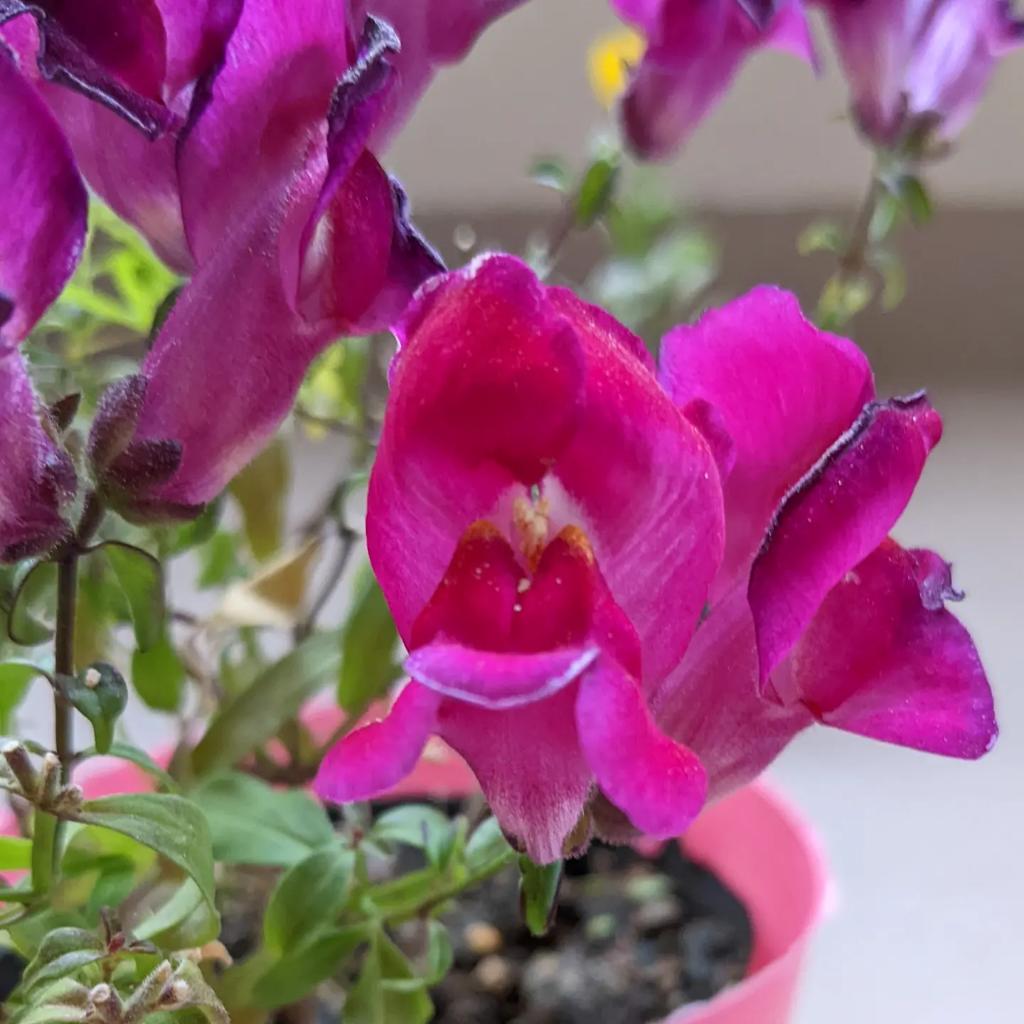 ソウ 画像 最新情報まとめ みんなの評判や口コミが見れる ナウティスモーション ページ目