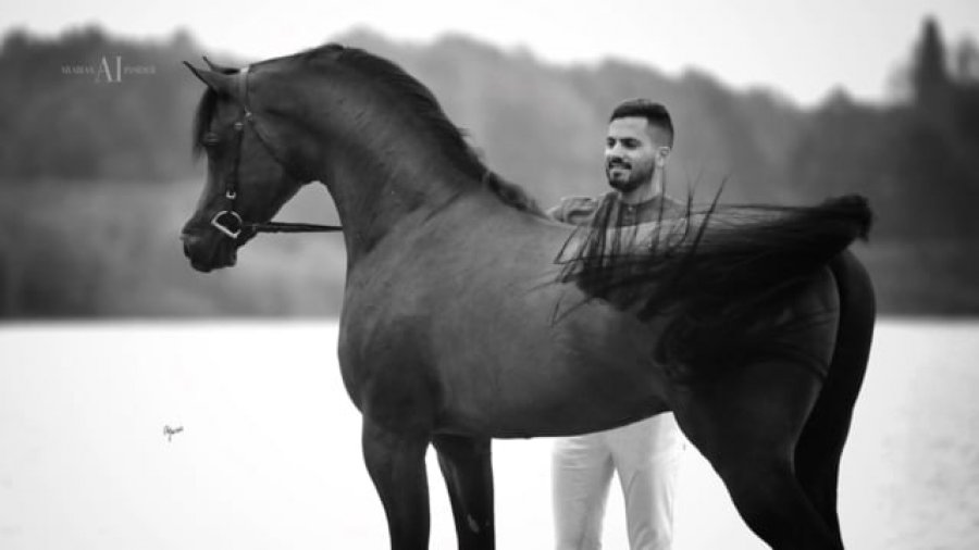 Soheil_SBabaei's tweet photo. Joining hands to create a marketplace for #NFTs for #ArabianHorses; #Finvault, a #Web3 banking platform, and Atria Holdings, investors in innovative solutions; are ushering in a digital era for these high-valued horses. https://t.co/bhk1LaO7ke
