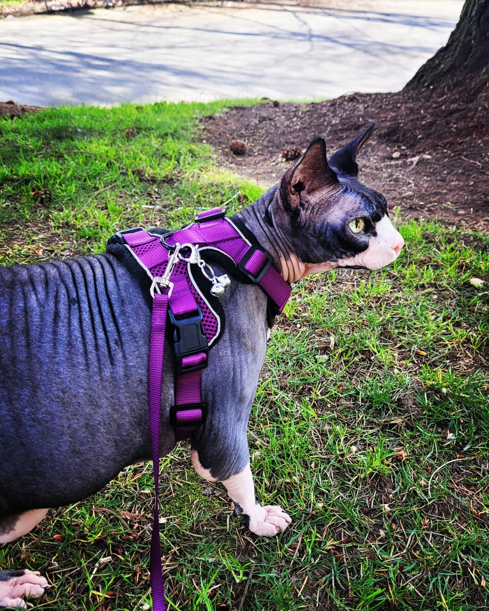 Rupert Digby von Beauregard tweet media