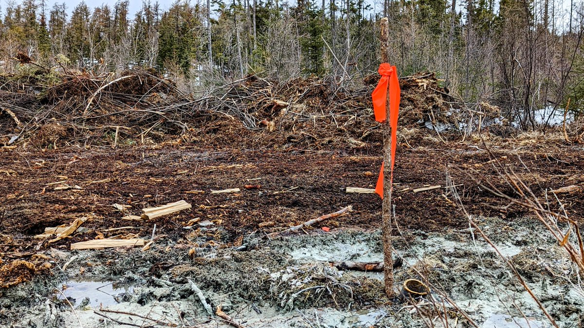 WilderNewsMB's tweet photo. 📍Nopiming Provincial Park
Mineral exploration is doubly insulting when Manitobans just finished fighting an underfunded and undersupplied park system for a chance to camp. 
Somehow there's always room for these guys...
#MBpoli #MBParks
Write your letter:
https://t.co/BQwLrAPqJR https://t.co/kBfZ6YeTTl