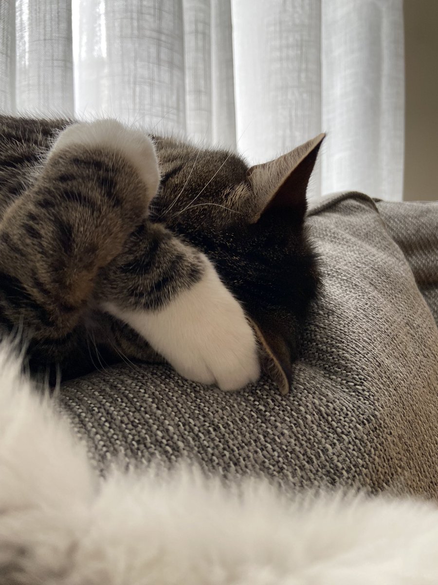This is my favorite way to sleep #lilcheesy