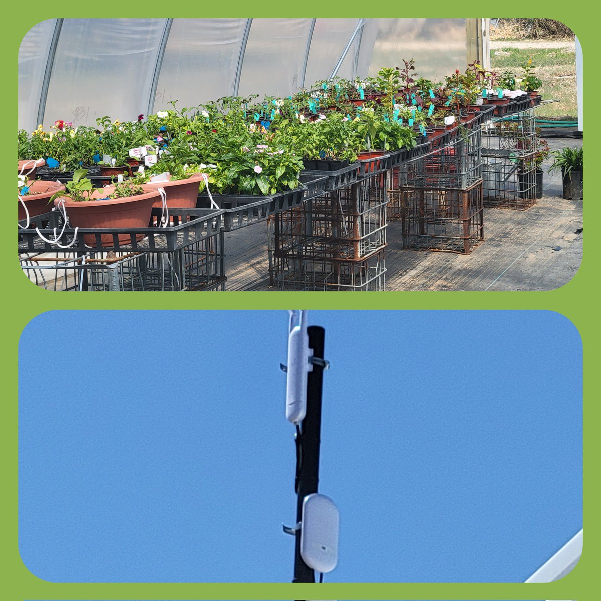 jetnuss's tweet photo. The Blackdragon team helped this special gardener connect wireless temperature and moisture sensors in her greenhouse.  She can sleep easy tonight as temperatures may get below freezing.  #digitaldivide #hodgeman #ruralliving #ruraldevelopment unifi  Telrad Networks https://t.co/TjOGNLsAsg