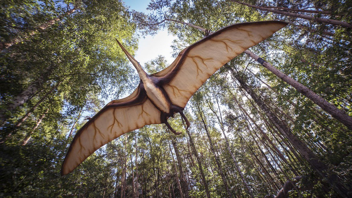 Pterosaur sightings are reported to this day all over the world, but there is one that is seen more sightings than any other- the Kongamato. Is this elusive creature real or is this just a case of mistaken identity?