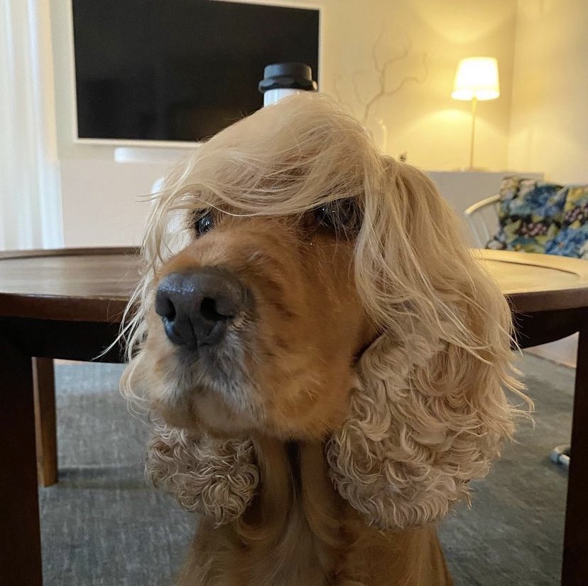 dog_rates's tweet photo. This is Polly. She decided to get a spontaneous haircut. Thought she was ready for bangs. Wants to know if anyone has a time machine. 12/10 https://t.co/c8U5ZqVw5B