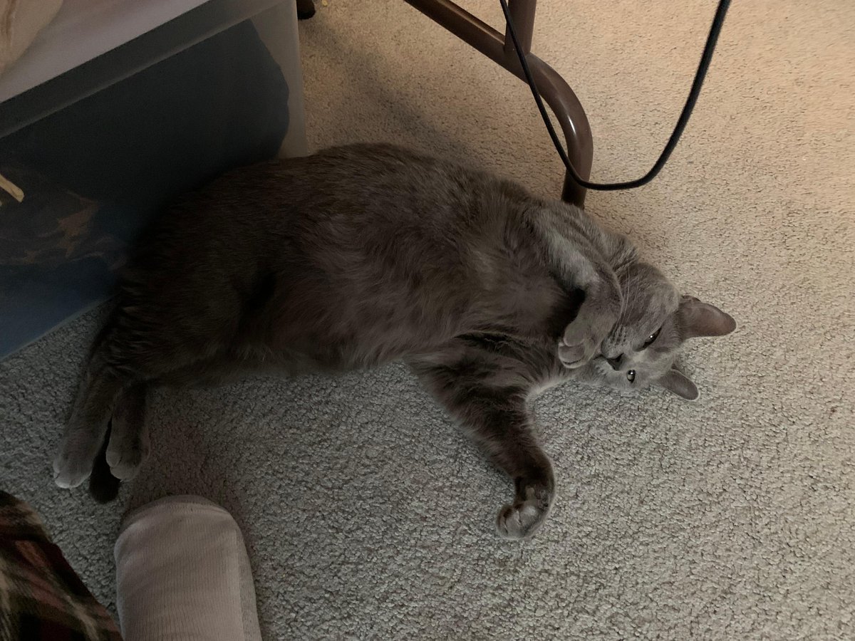 Vortmax's tweet photo. Cat.nap()

#cats #TelecommuteLife https://t.co/dcffi2JGTJ
