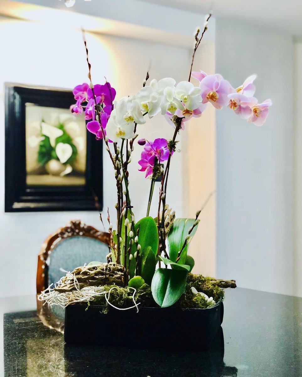 OrquideasMusa's tweet photo. 🍃🌸 ¡Orquídeas naturales! 

Altura total 70 cm 

#musademusas #orquídeas #orchid #arreglosdeorquídeas  #orquídeasstyle #celebración #diseñodeorquideas #regalosflorales #flowers #orchidstyle #orchidlife #🌸 # https://t.co/vLG7Js6wQi