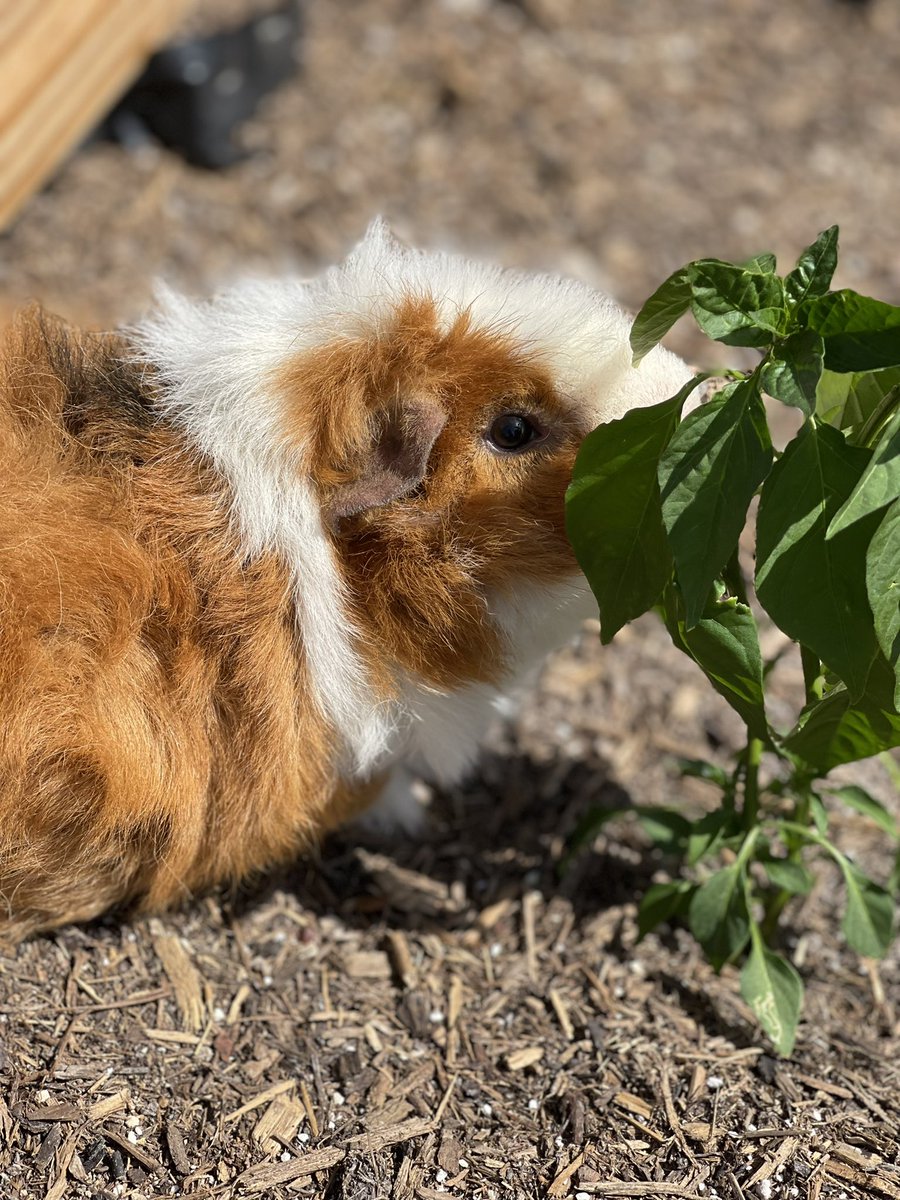 dataedwhite's tweet photo. Gizmo checking out the DATA garden! He approves!! @Mrs_Nuckolls #DATAdoes #theDATAway #DATAfam #DATApets https://t.co/eouyY1BXTF