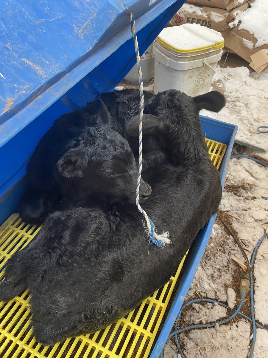Some contributed photos from around the region during the historic #blizzard. Read about how North Dakota ranchers prepared for the storm here➡️ bit.ly/3LWYOJc