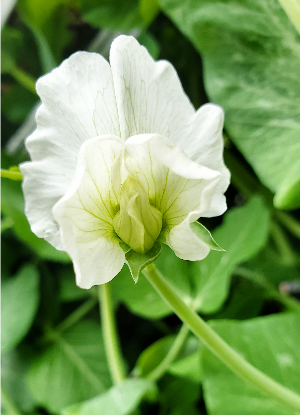 エンドウ Twitter Search Twitter