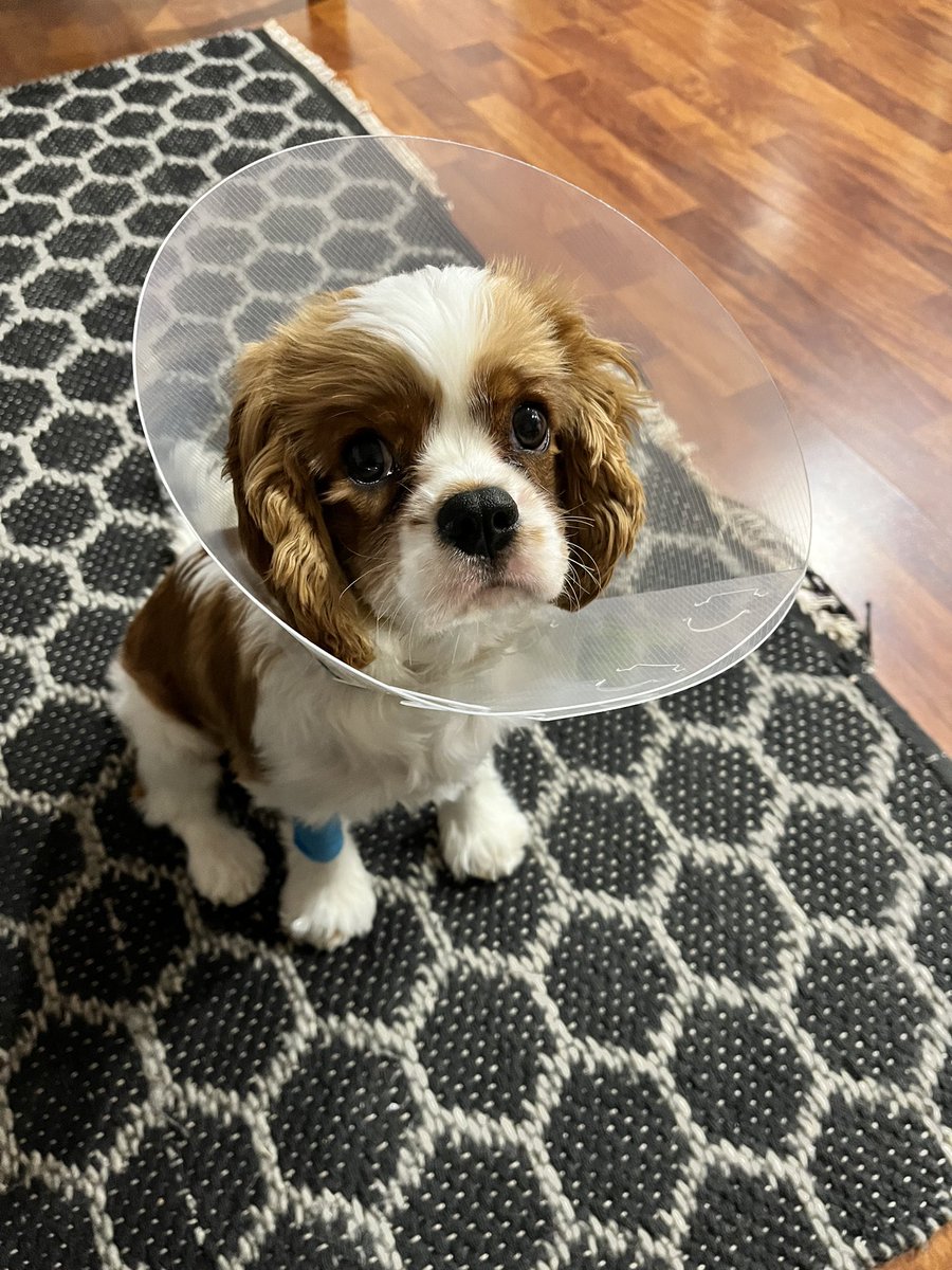 Day two, Alfie looking a bit sad today but he has wonderful moments of being himself. 
#dogsoftwitter #Cavaliers #Cavs