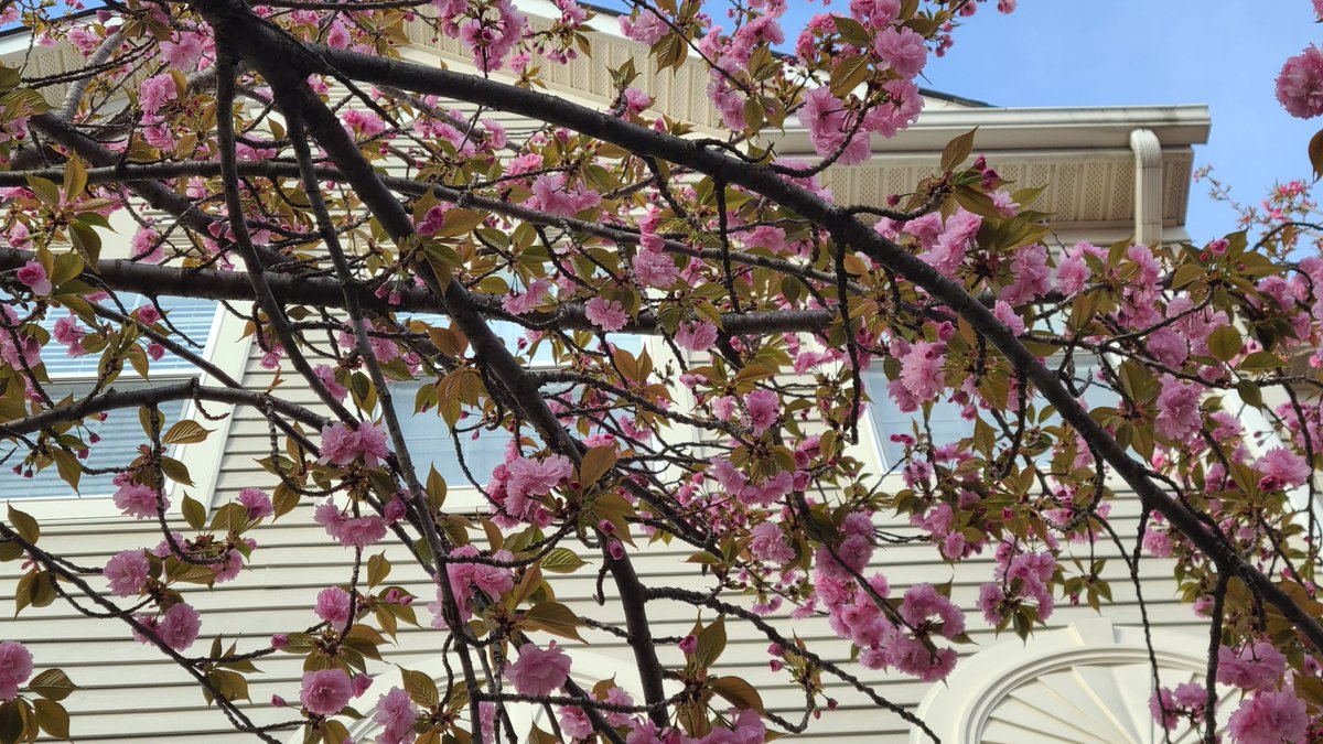 mabel_nas's tweet photo. My trees of pink Sakura flowers are blooming so beautiful. These blooms fill my heart with joy.
#cherryblossom
#pinksakura
#BlossomWatch
#spring https://t.co/DXw0IFRj6y