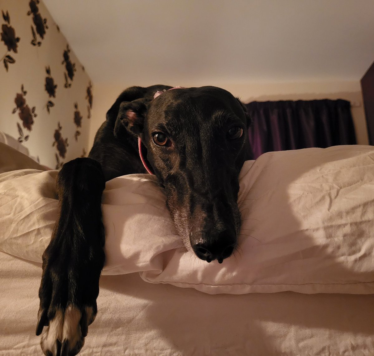 Everyone who wants a dog should consider an ex racer. We deserve a loving home away from a dangerous industry. Plus look at me - I'm gorgeous! You can't have me though, I'm taken but there's 1000s like me #AdoptAGreyhound