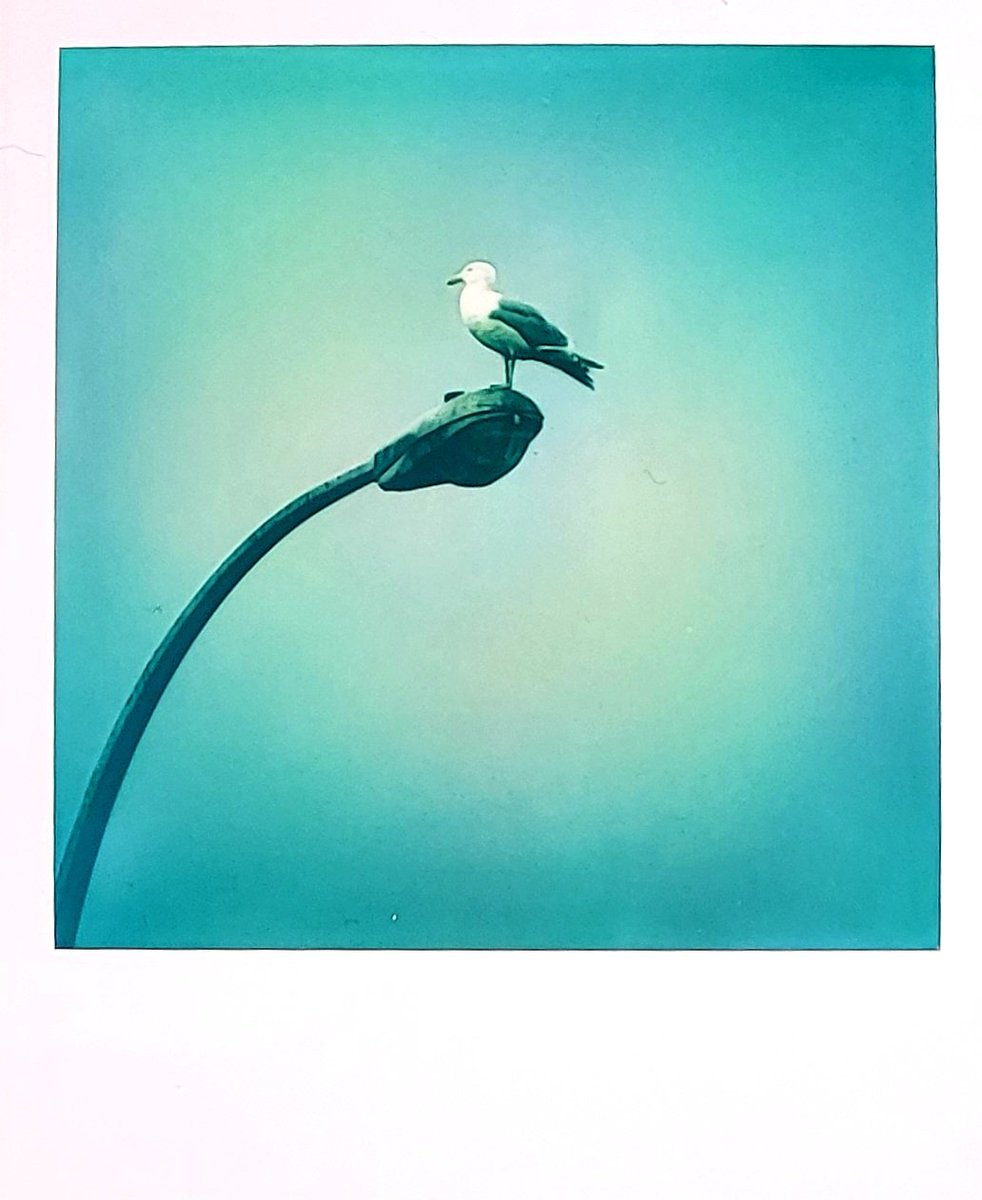 CryptoK37364015's tweet image. Polaroid of the Day
14-04-22
Humble Seagull
They are all around and sometimes are just the best models, posing so nicely  for us. 
How are you liking these Polaroids? I would appreciate any feedback
#polaroid #PolaroidoftheDay #Polaroidlab #film #Digitaldiscovery 
#Polaroid600
