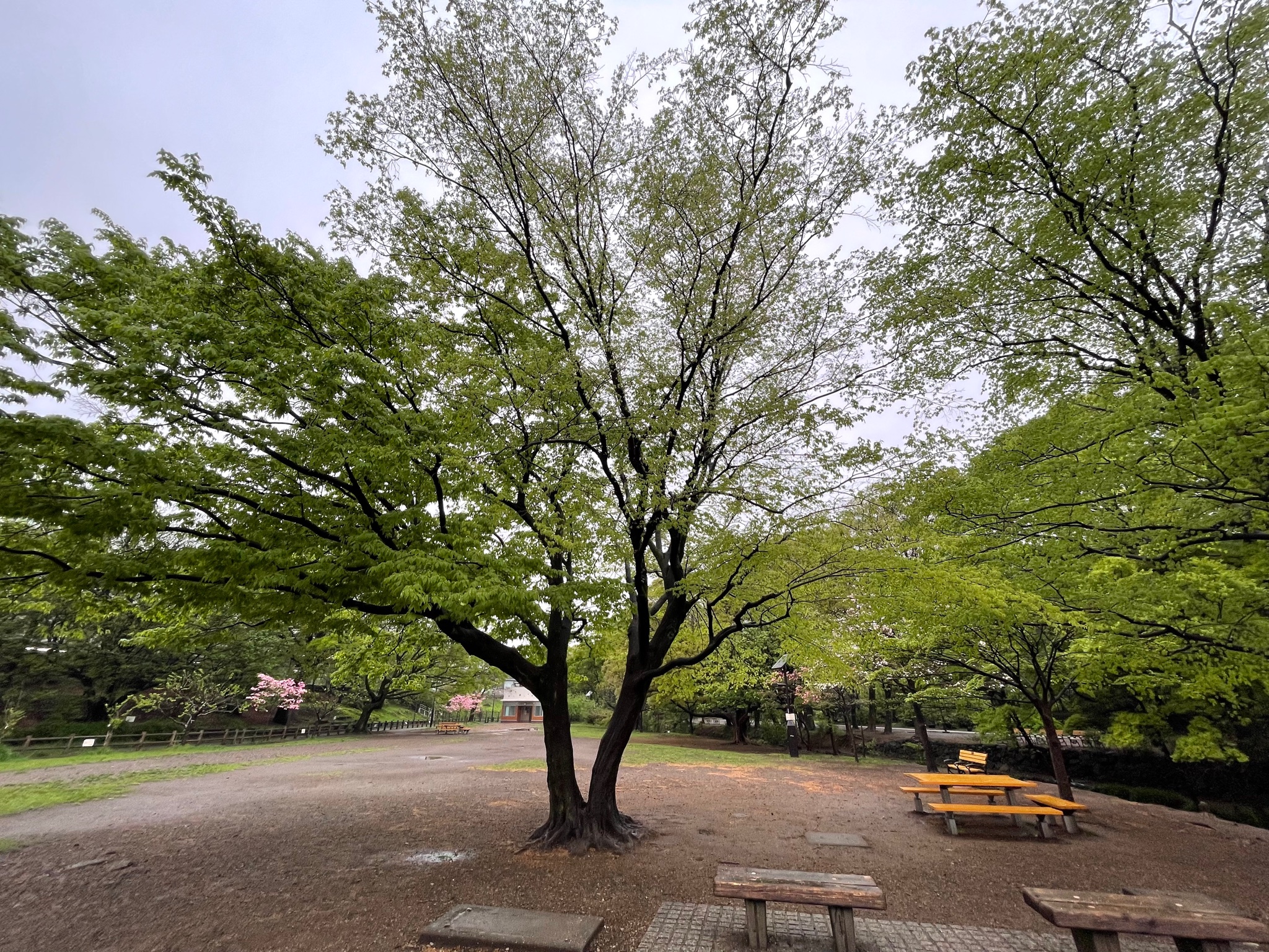تويتر 鈴木眞理 على تويتر 雨の合間を縫って歩きます T Co C0geatnjcs
