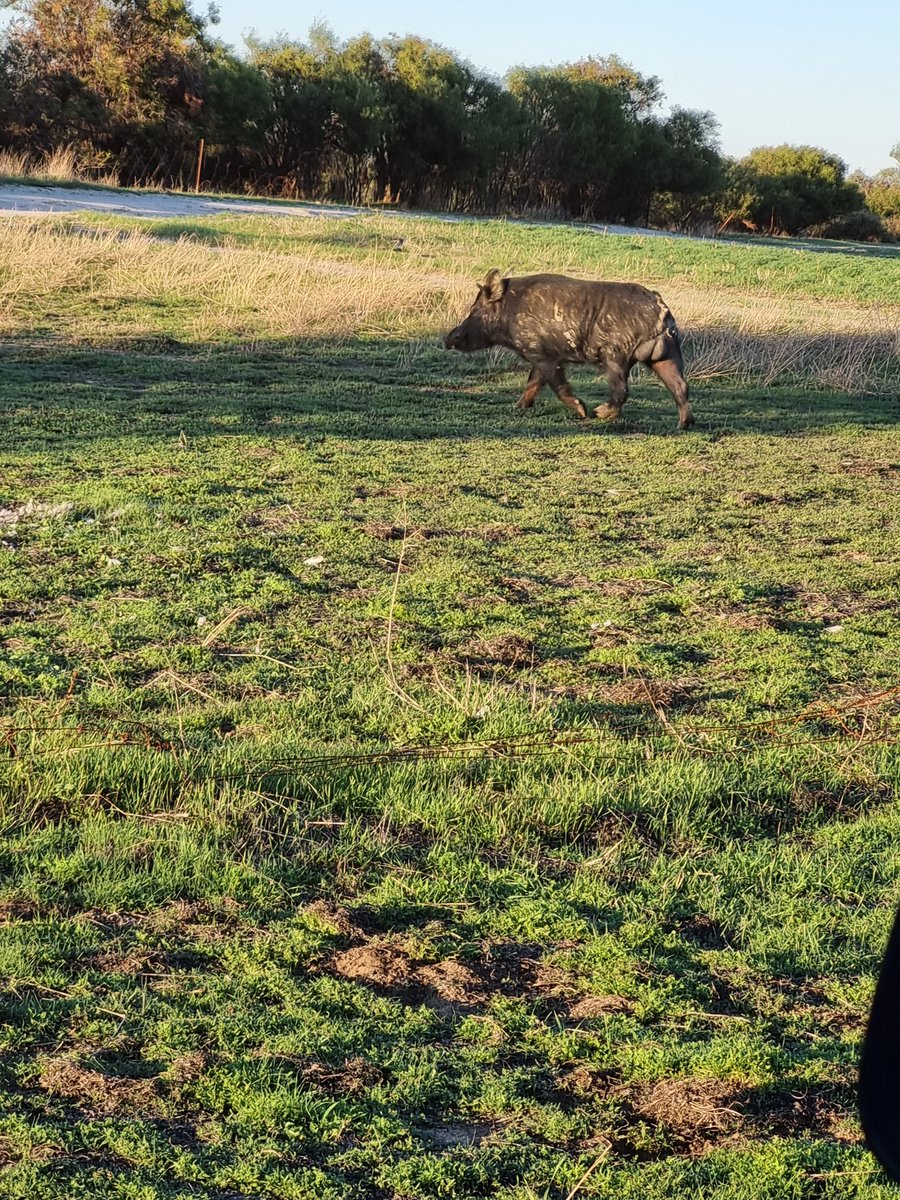 Geoff Cosgrove 🎗🇦🇺 tweet media