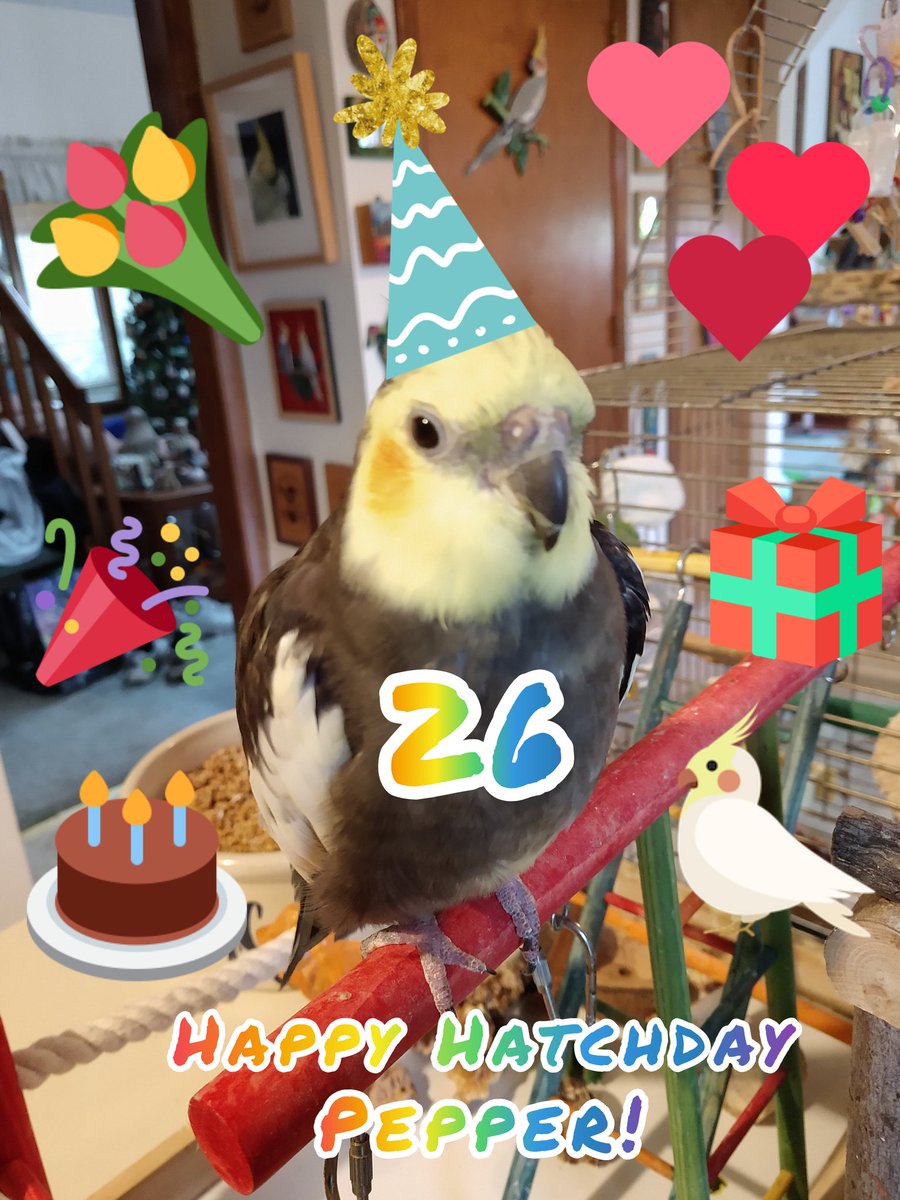 tiellover's tweet photo. My sweet little old man Pepper is 26 today! Let's wish him a Happy Hatchday! Now where's the millet... https://t.co/k50Rfa1KV3