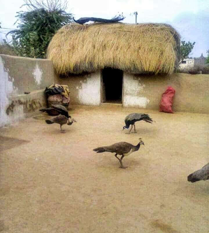 RajsthanCulture's tweet photo. राणा जस्यो शौर्य, मीरां जसी भक्ति, पन्ना जस्यो त्याग अर हाड़ी जस्यो बलिदान घुट्टी मं प्वाबा हाळी भाषा राजस्थानी कै अलावा दुनिया मं दूसरी कसी छै ?
फैर बी म्हारी मायड़ गूंगी क्यूं ?
जय राजस्थान जय राजस्थानी
#give_justice_to_rajasthani_language
#राजस्थानी_भाषा https://t.co/uSvo3FHAWw