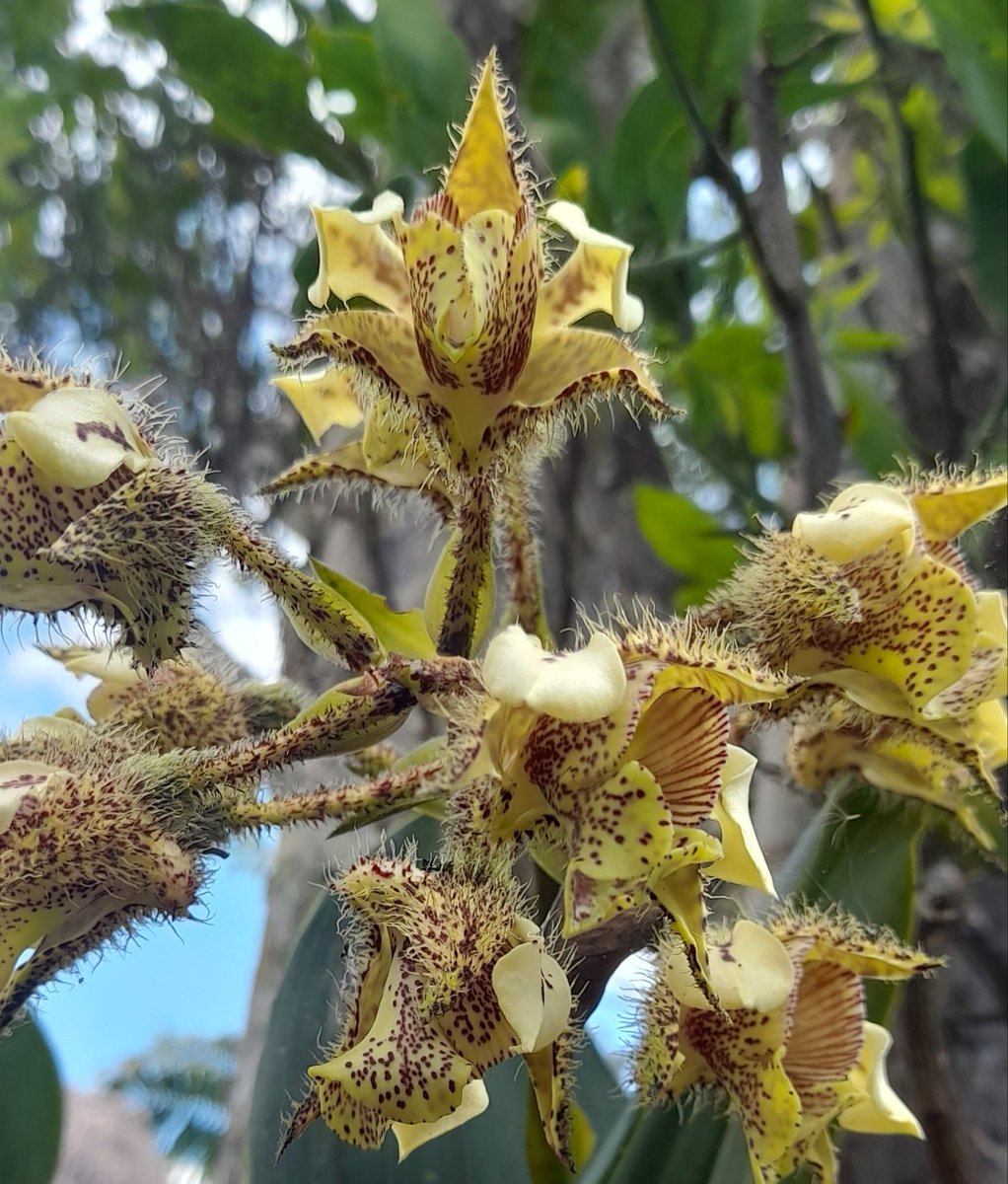 tongamp_g's tweet photo. Bloom on Holy Day, #EasterGoodFriday #Orchid 🇵🇬 https://t.co/W77dGW5ks3