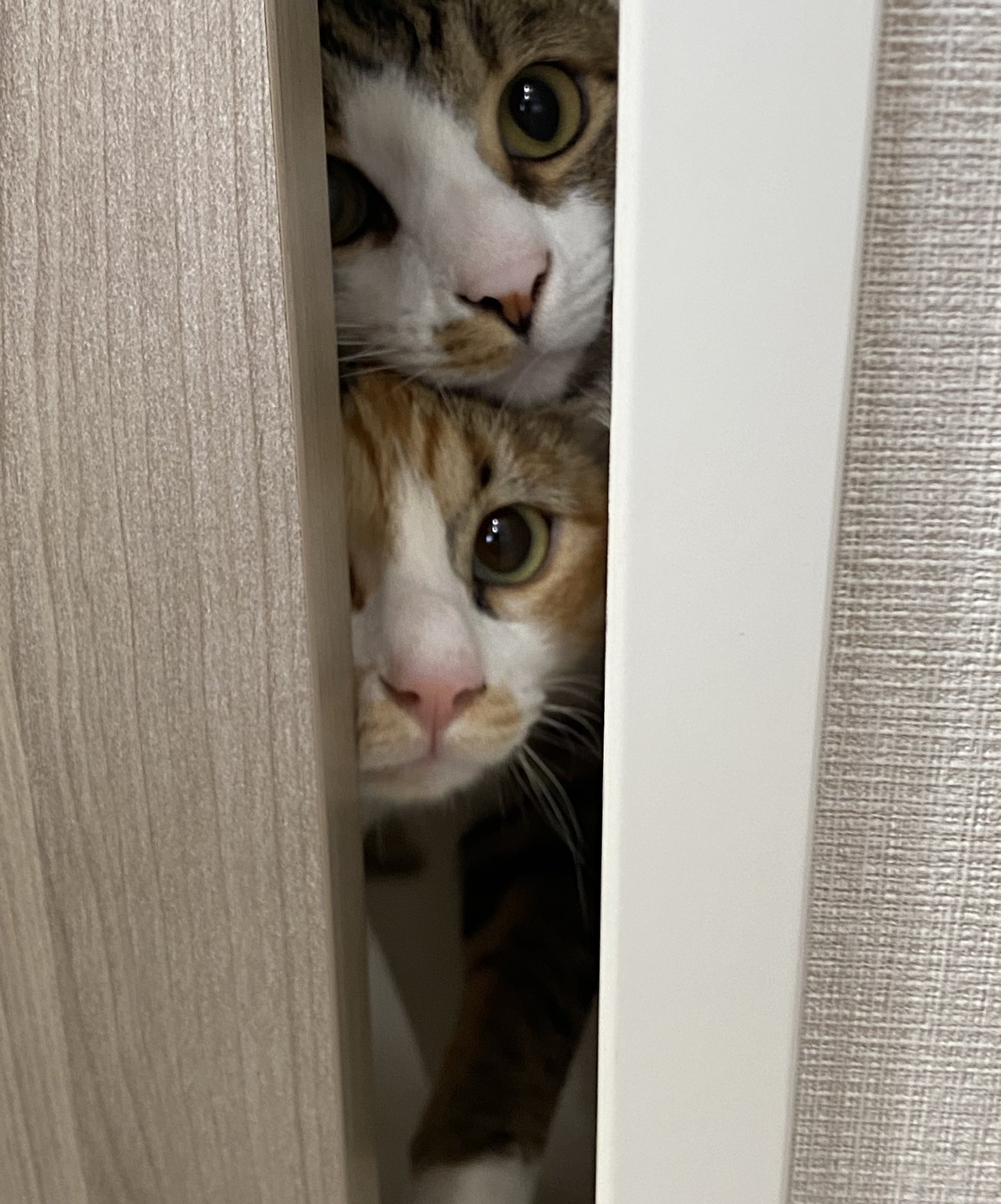 5匹の猫のママ (@30e9W9jTHpqeyUV) / X