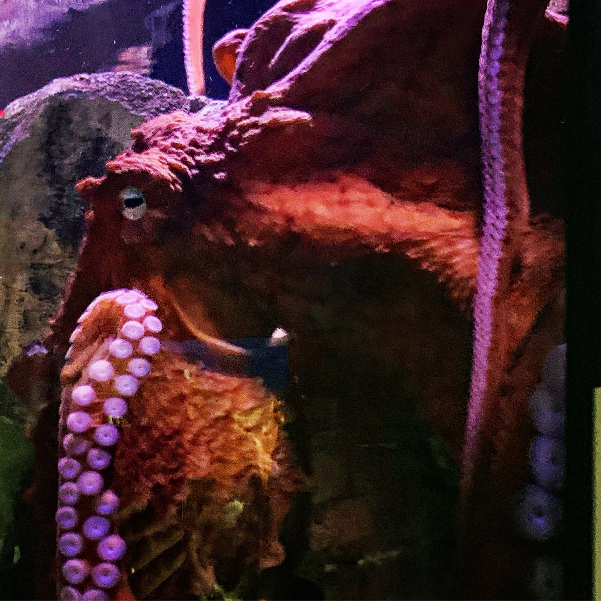 Interview with an Octopus 🐙 <a href="/OdySeaAquarium/">OdySea Aquarium</a>