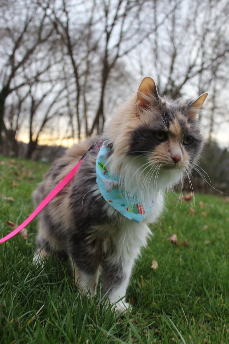 tabascojinx's tweet photo. Hi friendos!! I'm Angel Cake, the girl momma adopted February 6th. I'm 13 years old and I have kidney disease and hyperthyroidism. Give senior and pets with medical issues a chance 💗
•
#CatsOfTwitter #CatsOnTwitter #felineckd #felinehyperthyroidism #cats #seniorcat #cat https://t.co/PeXEvuMmXZ