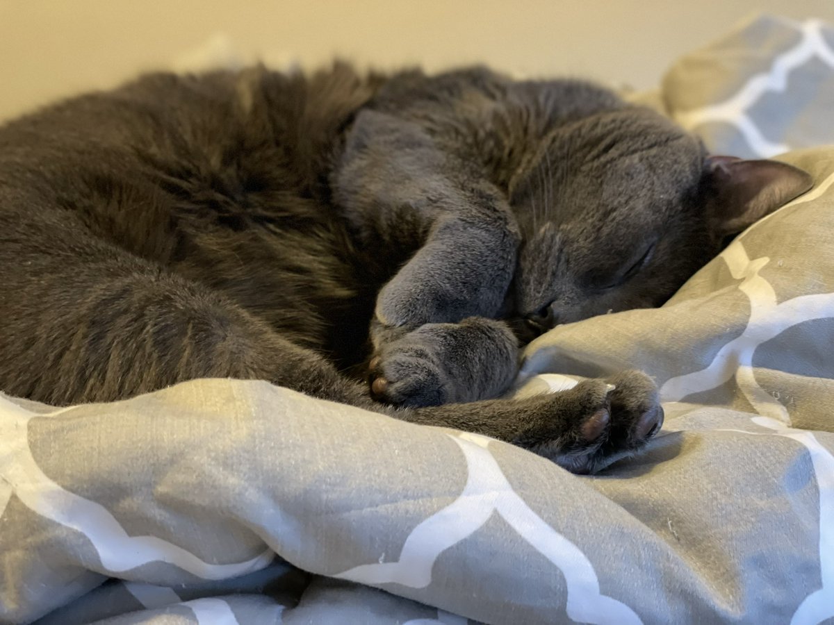 heikemarie's tweet photo. @mostlybree I got a promotion I’ve been working on for four years today. Here’s one of my cute cats. You got this! https://t.co/rUEJI0U74j