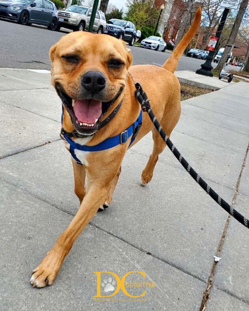 DC Dog Sitter tweet media