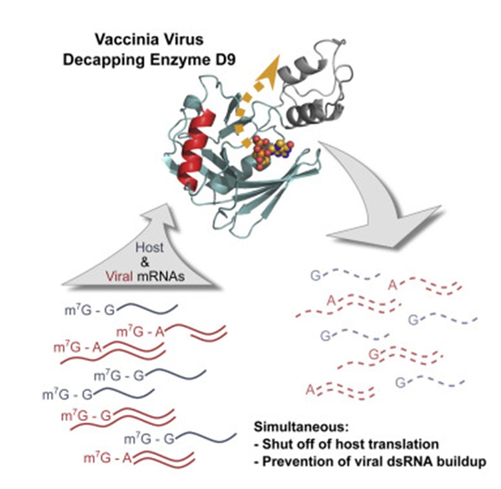 Congratulations  <a href="/JPbiochemist/">Jessie Peters</a> , beautiful biochemical and structural studies of the  Pox Virus mRNA decapping enzyme D9 with <a href="/JemielityLab/">Jacek Jemielity</a>!  
doi.org/10.1016/j.str.…