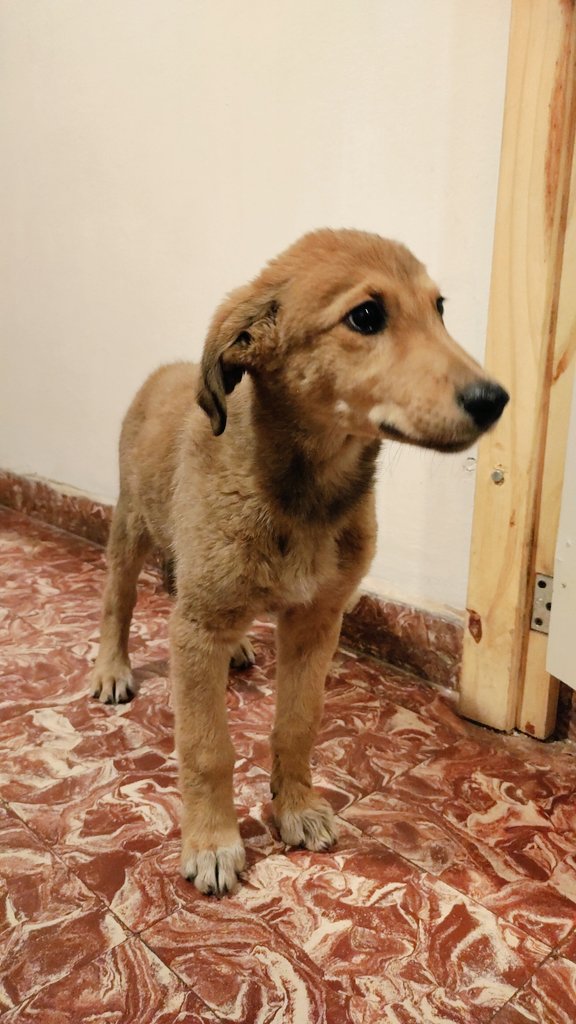 martiqquiroga's tweet photo. Hola chicos, vivo en un taller mecánico (temporalmente) y necesito una casita con una familia que me dé mucho amor, por qué yo también tengo mucho amor para dar. 
Difundan a esta hermosura porfi 🙏🏻🤍 https://t.co/nskHHKkGHS