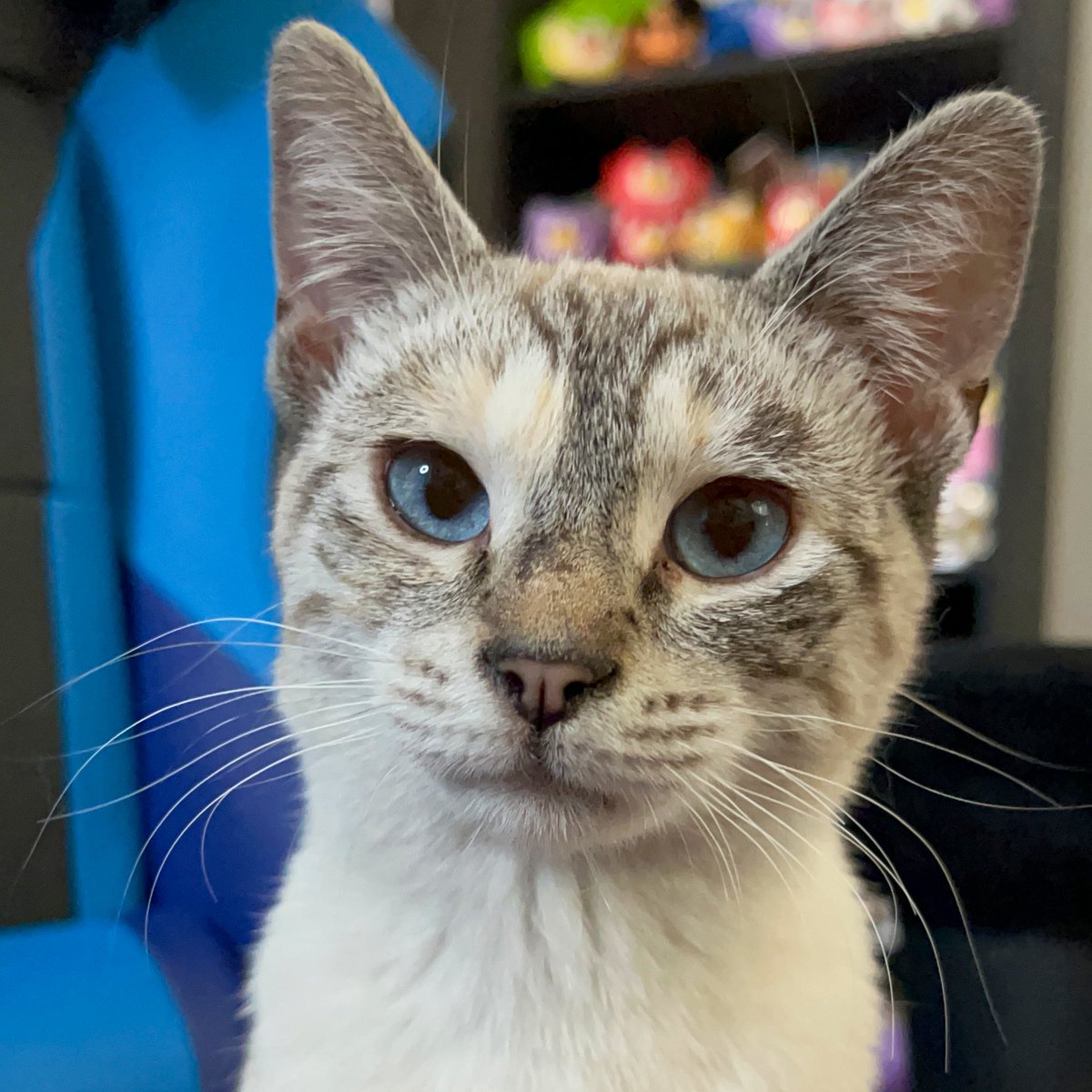 So <a href="/itemLabel/">itemLabel</a> let’s talk about Freak Week.

What were the numerical odds of receiving a Larva if you made *any* order during the Freak Week? What about any orders including a MunMun? 

🧐 “Double” after the fact is not sufficient data. Whales want to know.