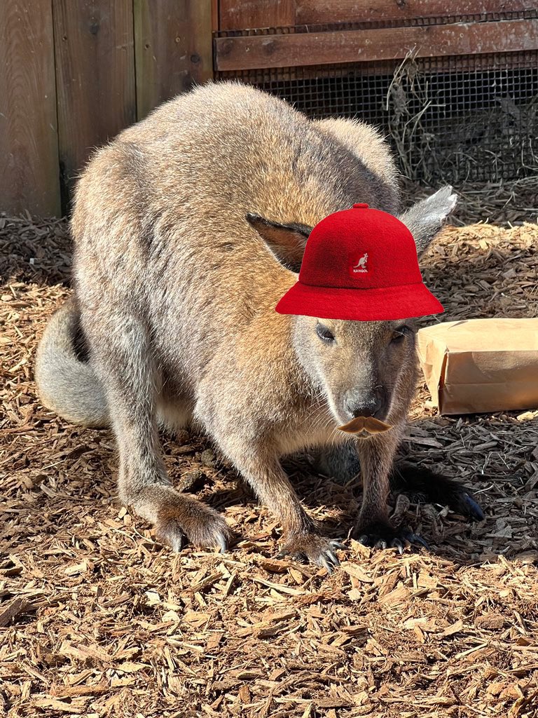 jhallmemphis's tweet photo. @AarronFleming “Oh, THAT wallaby. Yeah, he’s lived here for awhile.” https://t.co/Q9m9fmTQiv