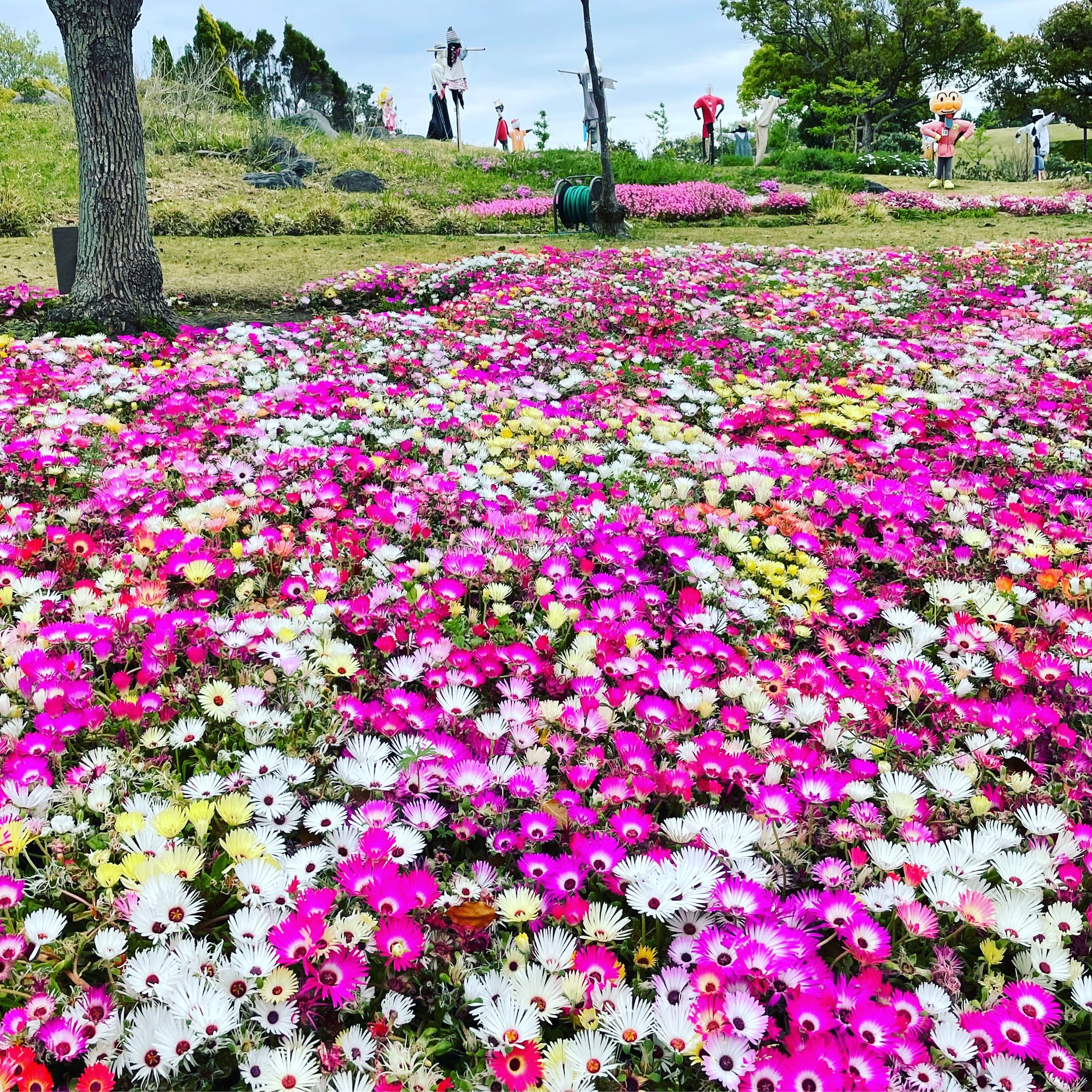 池ポチャ野郎 カラフルな公園の花 県営吉田公園 公園の花 リビングストンデージー 公園の花 カラフルな花 花 フラワー T Co 7wknmanf2o Twitter