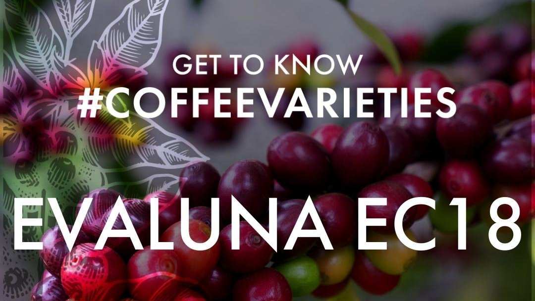 CondesaCoLab's tweet photo. Get to know #CoffeeVarieties: Evaluna EC18
Selected and released in 2010, this F1 Hybrid was created by a consortium that includes the French research institute CIRAD, a regional network of national coffee institutes in Central America (PROMECAFE), and CATIE. https://t.co/0gw6e249wR