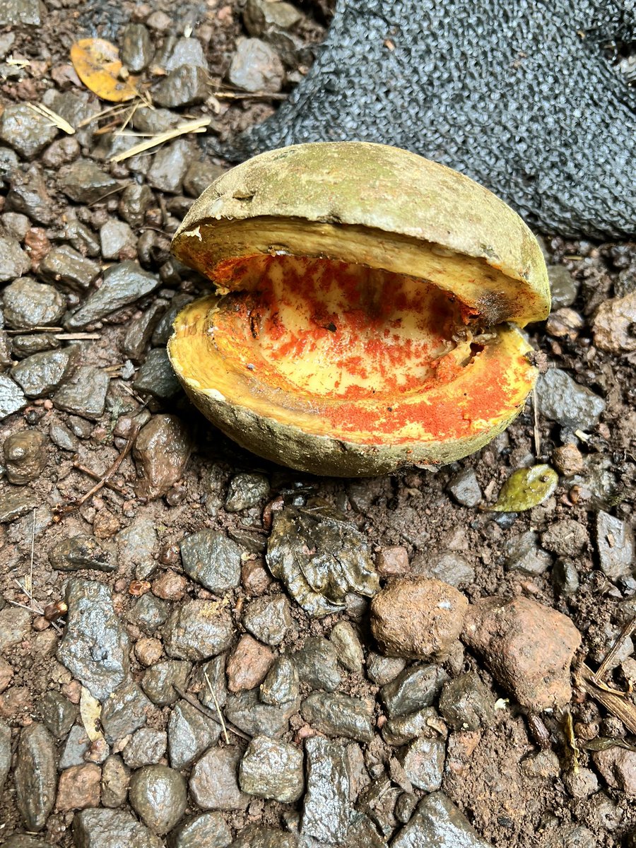 kam1018's tweet photo. @LCSDSuper just wanted you to know that I won the trivia contest on our sloth tour when I knew the fruit that looked like ‘balls’ were cajoles (SP?). Thx for the learning!!! https://t.co/i9IA1VO1Pq