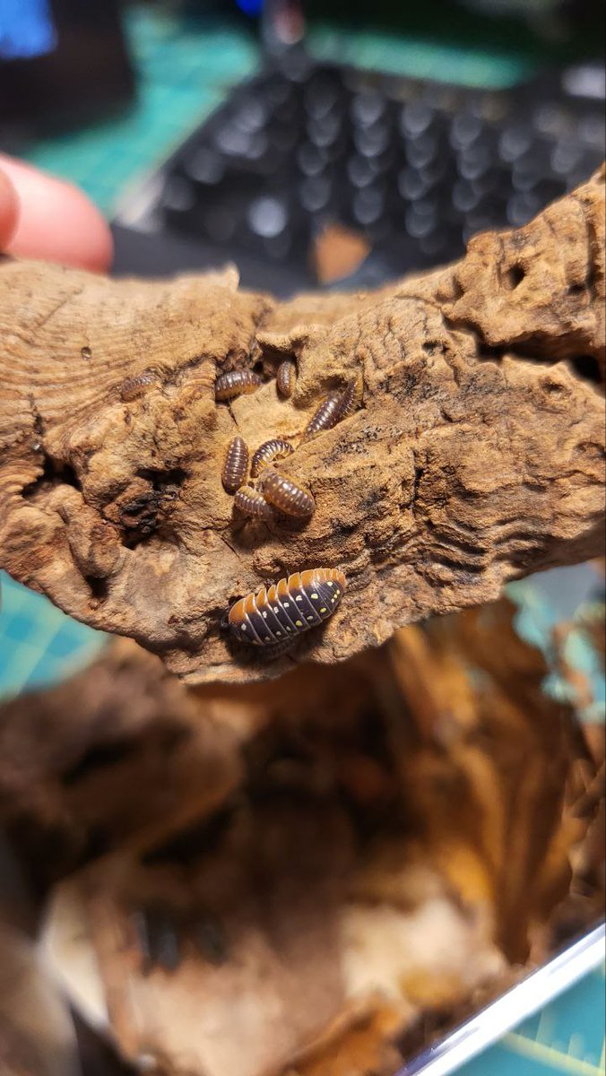 Fruitbuffalo's tweet photo. I've got ISOPODE BABIES!
Lots of them actually.
These are clown isopodes. I'm hoping when I go to the reptile expo in Toronto in May, I might be able to get a good deal on some rubber ducky isopodes!
#isopode #isopodes #rolypoly https://t.co/E6y5vJ571b