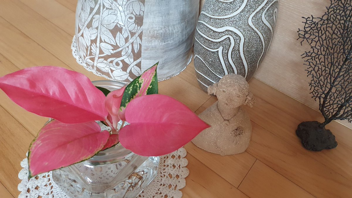 youngae11945892's tweet image. 지리홍에 물들어 가다
이쁨주의
#반려식물
#수경식물
#다육사랑
#잎꽂이