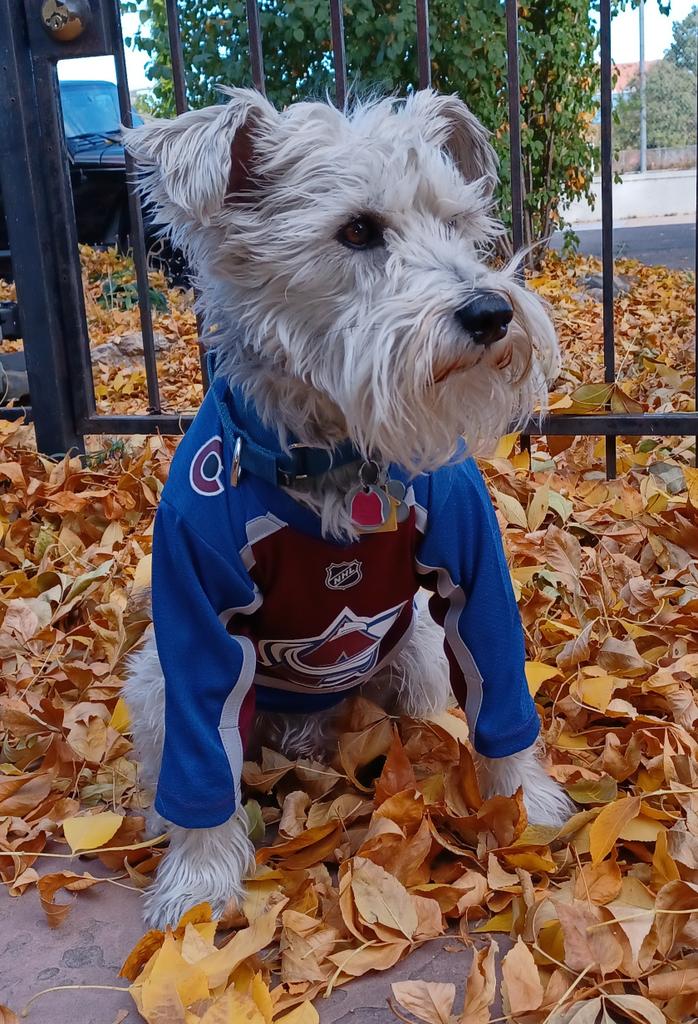 cz_denver's tweet photo. #GoAvsGo  Beat the Devils! #unofficialschnauzerofthecoavs https://t.co/eGF2Jp56nG