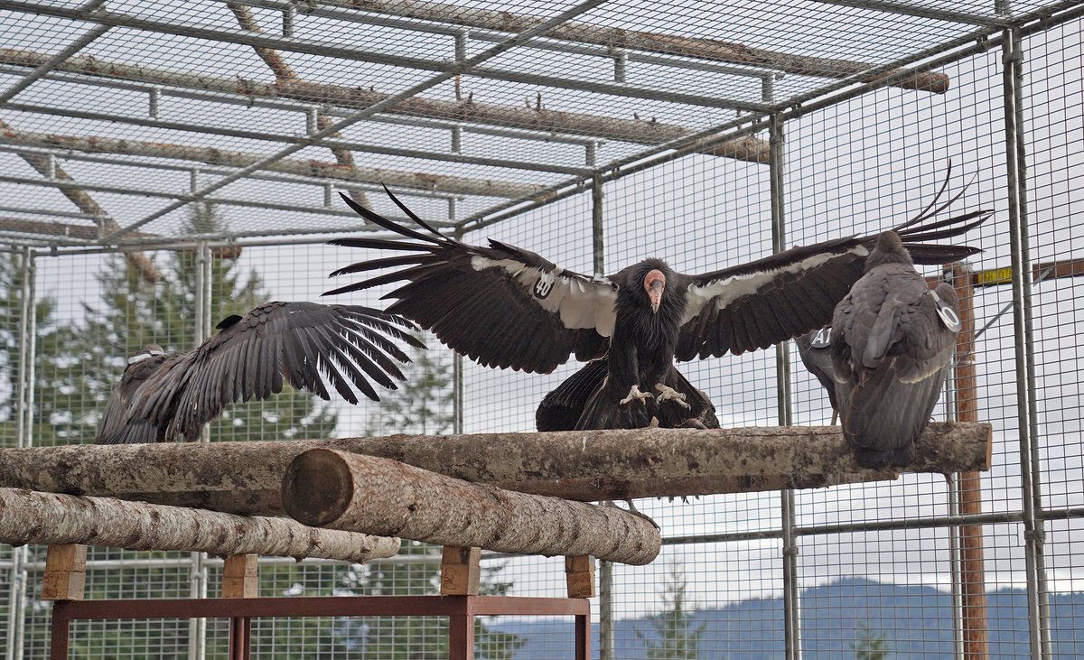 TheYurokTribe's tweet photo. “The absence of the condor left a spiritual hole in the Yurok community. I was surprisingly emotional (when they arrived). These are the first condors that have been in Yurok ancestral territory in 100 years.” Tiana Williams, Yurok Wildlife Director. https://t.co/9EFWGtNTBu https://t.co/KgEKk8AJfy