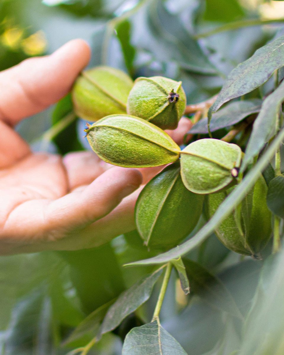 stahmanns's tweet photo. We’re celebrating today, do you know why?

Because it’s National Pecan Day! 

Our favorite way to celebrate is by sharing some little-known facts about pecans. 

Click the link below to discover some pecan facts 
https://t.co/8lVeW6cBSh

And, Happy National Pecan Day 🎊🎉 https://t.co/7hJBGjunTK