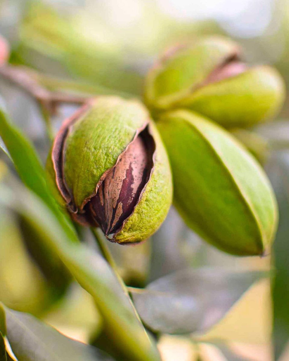 stahmanns's tweet photo. We’re celebrating today, do you know why?

Because it’s National Pecan Day! 

Our favorite way to celebrate is by sharing some little-known facts about pecans. 

Click the link below to discover some pecan facts 
https://t.co/8lVeW6cBSh

And, Happy National Pecan Day 🎊🎉 https://t.co/7hJBGjunTK