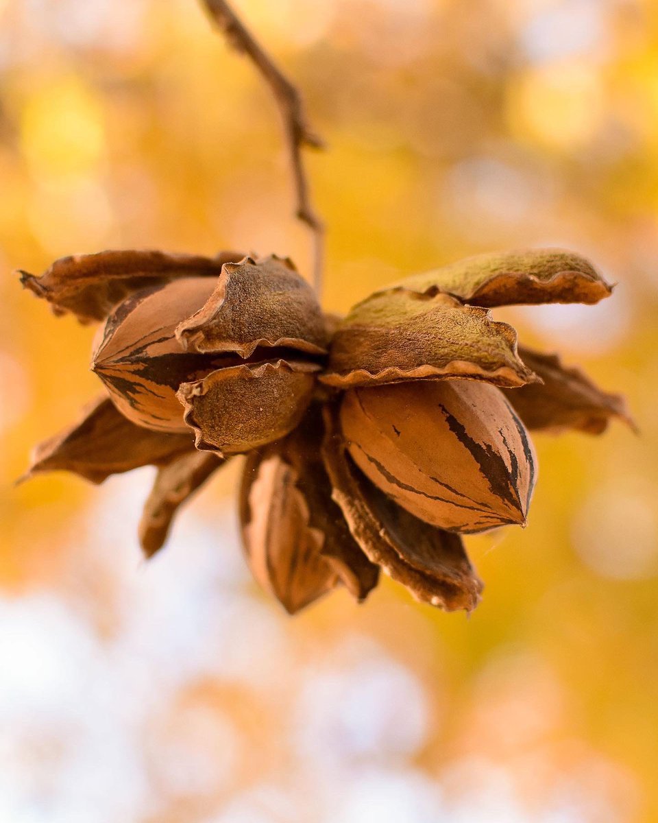 stahmanns's tweet photo. We’re celebrating today, do you know why?

Because it’s National Pecan Day! 

Our favorite way to celebrate is by sharing some little-known facts about pecans. 

Click the link below to discover some pecan facts 
https://t.co/8lVeW6cBSh

And, Happy National Pecan Day 🎊🎉 https://t.co/7hJBGjunTK