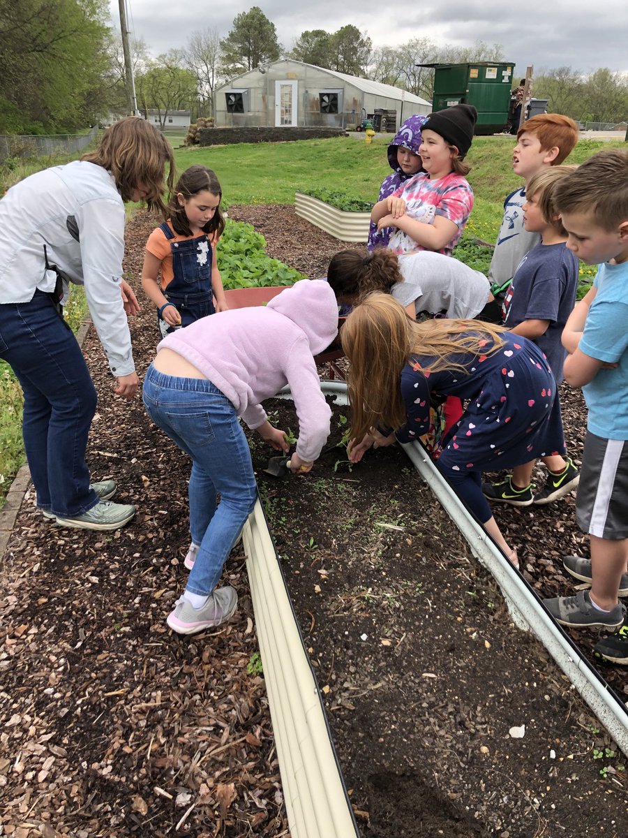 JanelHolt3's tweet photo. STEM DAY never disappoints at UES!   We were lucky enough to go out into the garden between rain showers to see the progress of the strawberries. 🍓 We also pulled weeds around the blueberry bushes. 🫐  Lastly, we fed the chickens. 🐔 https://t.co/XIqvQ3hTkH