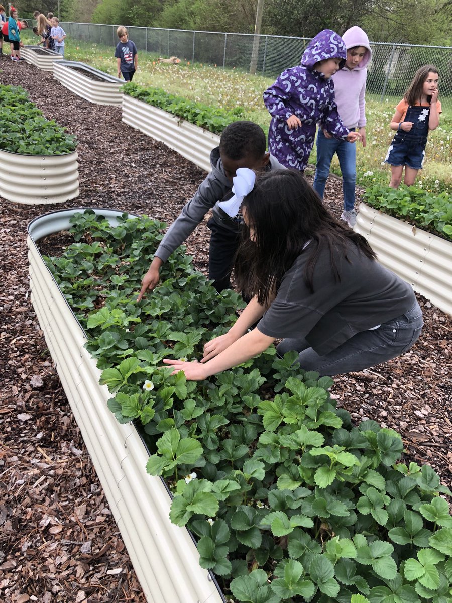 JanelHolt3's tweet photo. STEM DAY never disappoints at UES!   We were lucky enough to go out into the garden between rain showers to see the progress of the strawberries. 🍓 We also pulled weeds around the blueberry bushes. 🫐  Lastly, we fed the chickens. 🐔 https://t.co/XIqvQ3hTkH