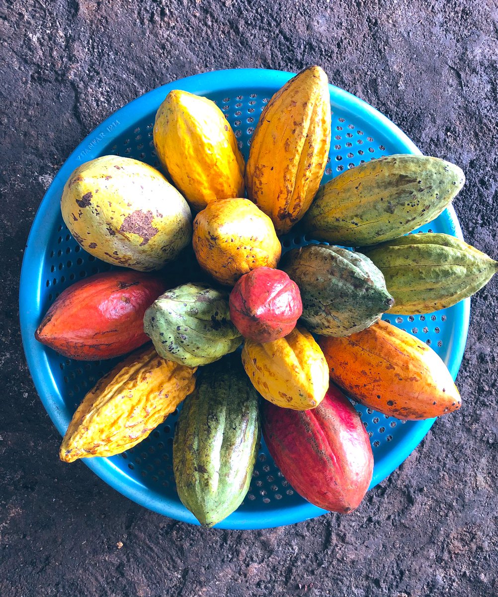 KiuTy19's tweet photo. Cocoa VietNam
カカオ
ベトナム🇻🇳
#tbros https://t.co/oYi8n91xDO